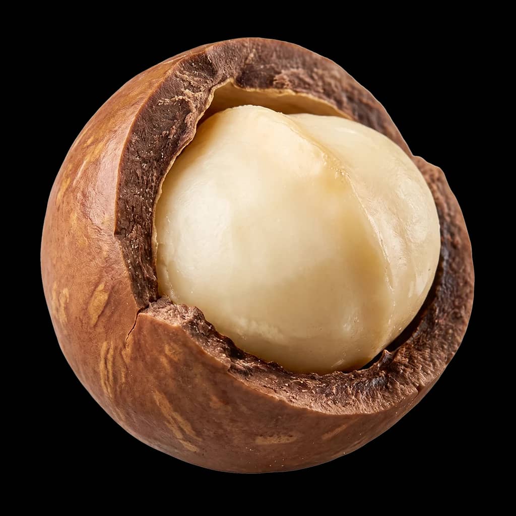 A macadamia in its cracked shell